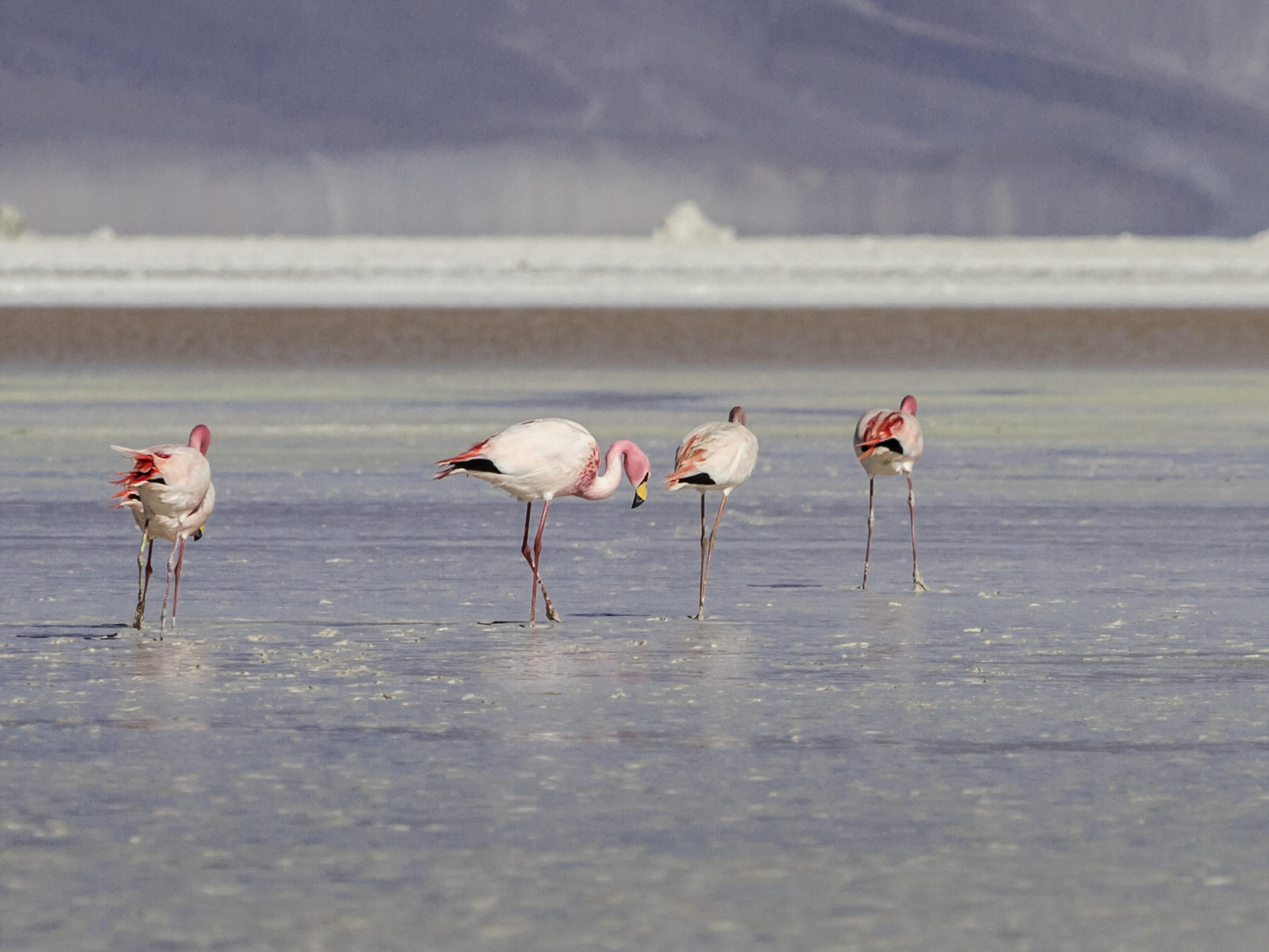 Ibis Calama Exteriör bild